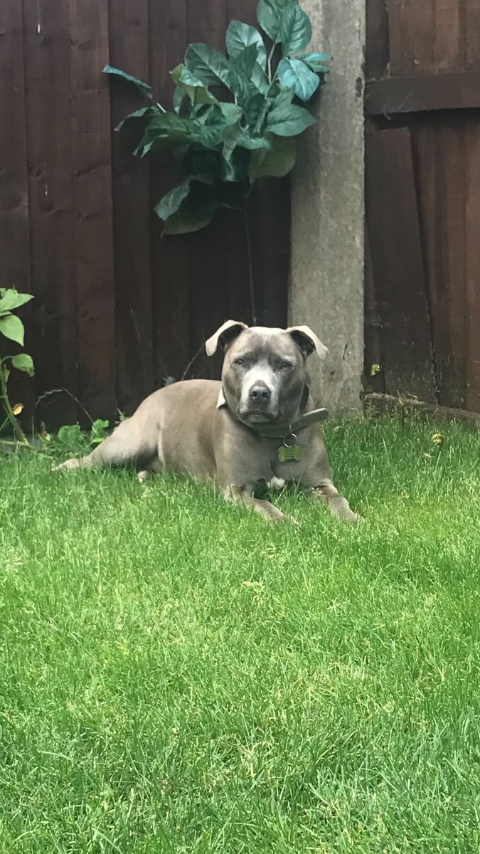 #ThrowbackThursday my girls how quick the time goes💕🐕🥰