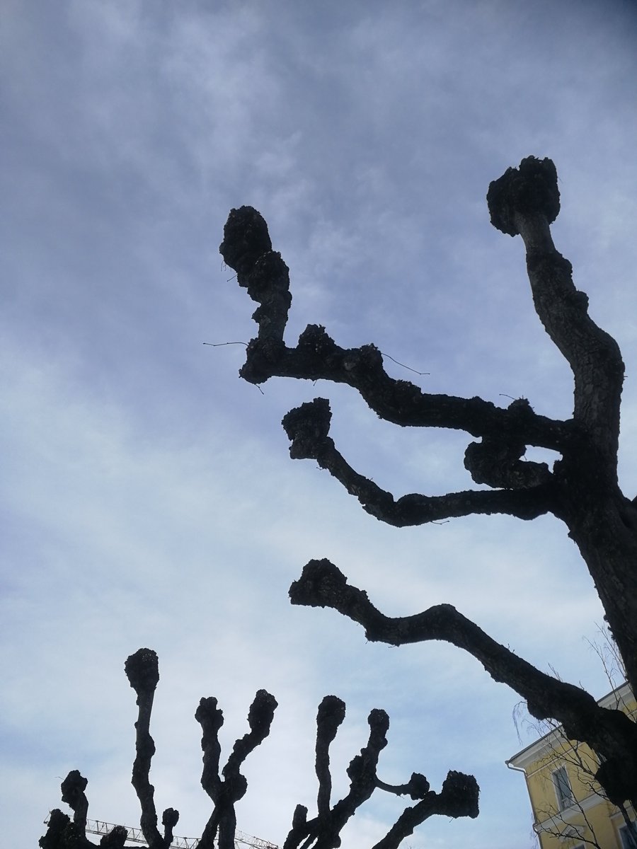 Takuuvarma kevään merkki elämässäni on lehmusten leikkaaminen Turun Kurjenkaivonkentällä. Alla kuva <a href="/erika_adamsson/">Erika Adamsson</a> upeasta maalauksesta ja vasta leikatuista lehmusten rungoista.