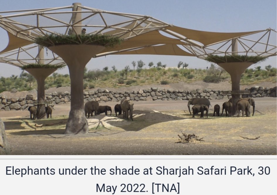 CitysFElephants's tweet photo. Where are the 22 Namibian Desert Elephants?
Almost a year ago these Desert Elephants were flown to the UAE.
They have not yet been shown at UAE's Al-Ain Zoo.
Journalistic work by Nadine Talaat https://t.co/fk9N0pyN6q
#NamibiaDontSellYourElephants
#elephant #Auction
#CITES #MEFT https://t.co/MeIqF9K5qk