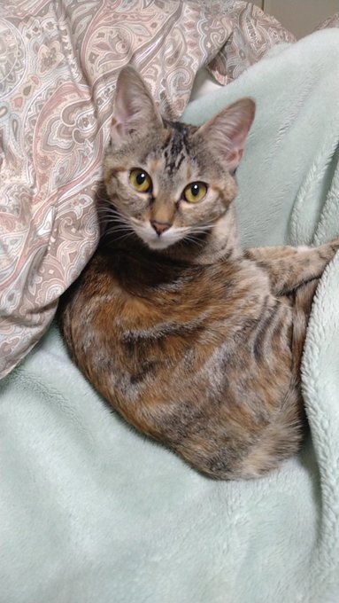 #3月になったのでフォロワーさんに自己紹介しようぜ
猫と共にエロい漫画とか絵を描いたりしているマンです。 