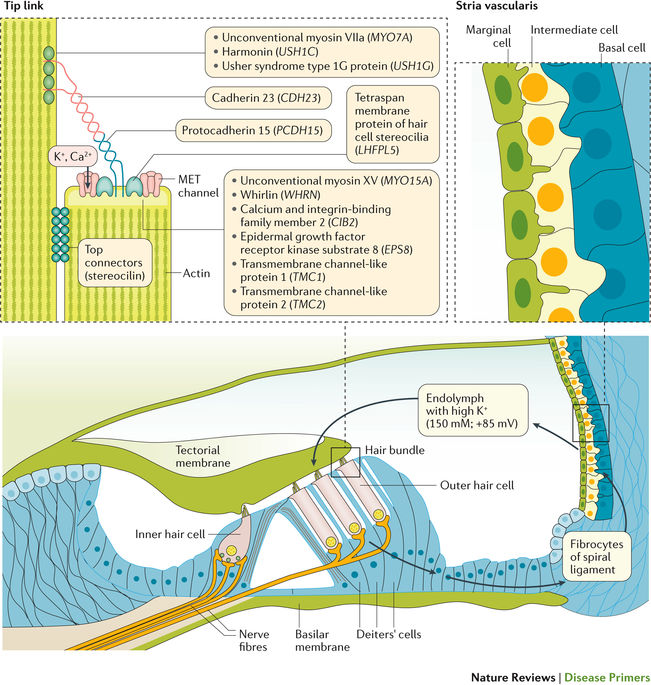 DiseasePrimers's tweet photo. The stria vascularis and sensory hair cells are central to inner ear homeostasis.
Genetic mutations affecting their components can cause congenital #HearingLoss.
https://t.co/gWj5Nx52ZZ
#WorldHearingDay
#BirthDefectDay https://t.co/sGJzAfhaj4
