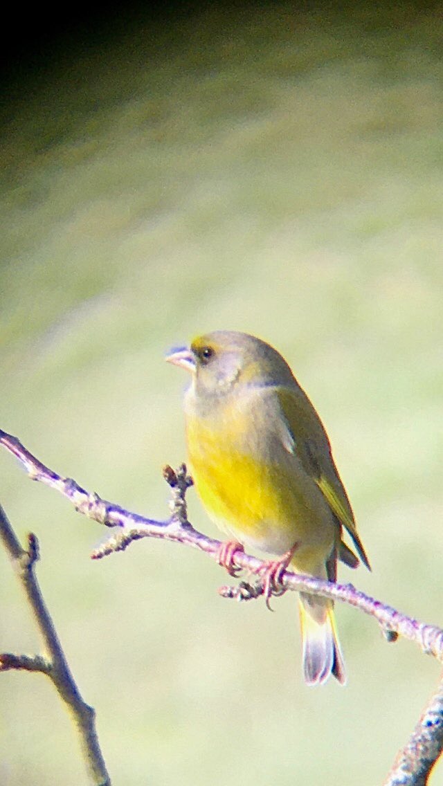 Geoffrey Dorne tweet media