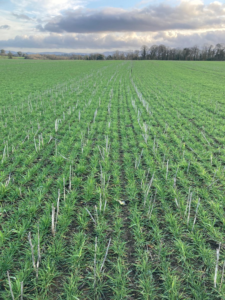 Winter barley came through the winter ok , nothing as satisfying as digging soil and seeing structure like this that hasn’t had anything mechanical deeper than an inch through it in 9 years . Roots and microbes doing the work .😁