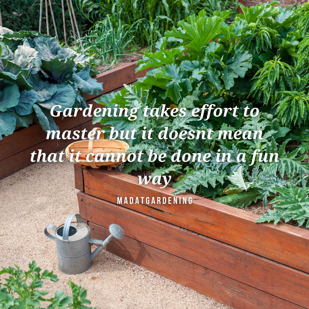 madatgardening's tweet photo. Gardening Quote
#gardening #garden #nodiggardening #gardens #gardenlife #gardener #organicgardening #vegetablegarden https://t.co/ASe76dHrCK