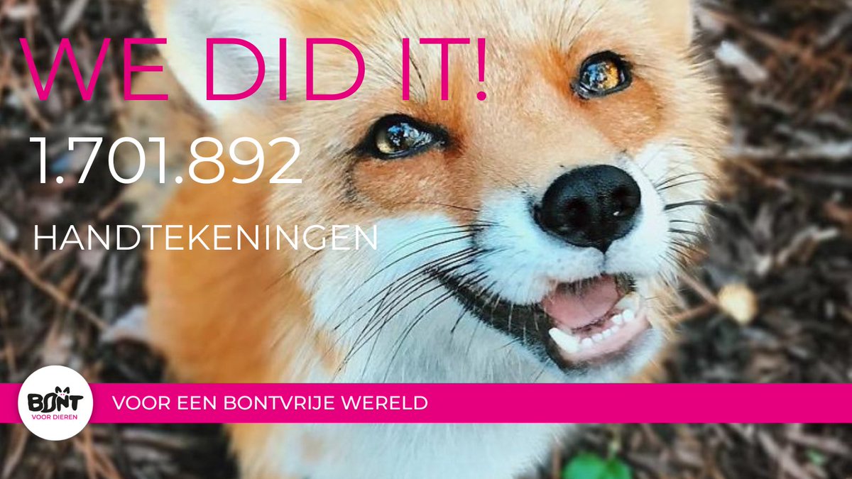 bontvoordieren's tweet image. Vannacht is het burgerinitiatief voor een bontvrij Europa gesloten. Er werden  1,7 miljoen handtekeningen gezet. Het is nu aan de Europese Commissie om gehoor te geven aan dit overduidelijke signaal tegen de bontindustrie. Op naar een bontvrij Europa #makefurhistory #furfreeeu