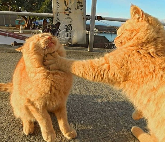 NOPI (@sudablah) on Twitter photo 