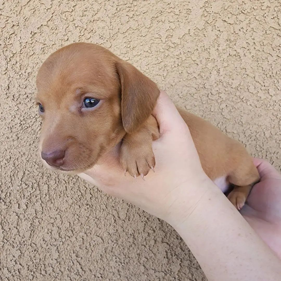 dashchunds's tweet photo. 5 weeks old today ✨️ 
Summers puppies are always a roulette and variety of colors and coats ❤️ The two red short haired males are available and looking for their furever homes 🏡

#DogsofTwittter 
#puppylove 
#puppypride https://t.co/ZA5H0vAq4k
