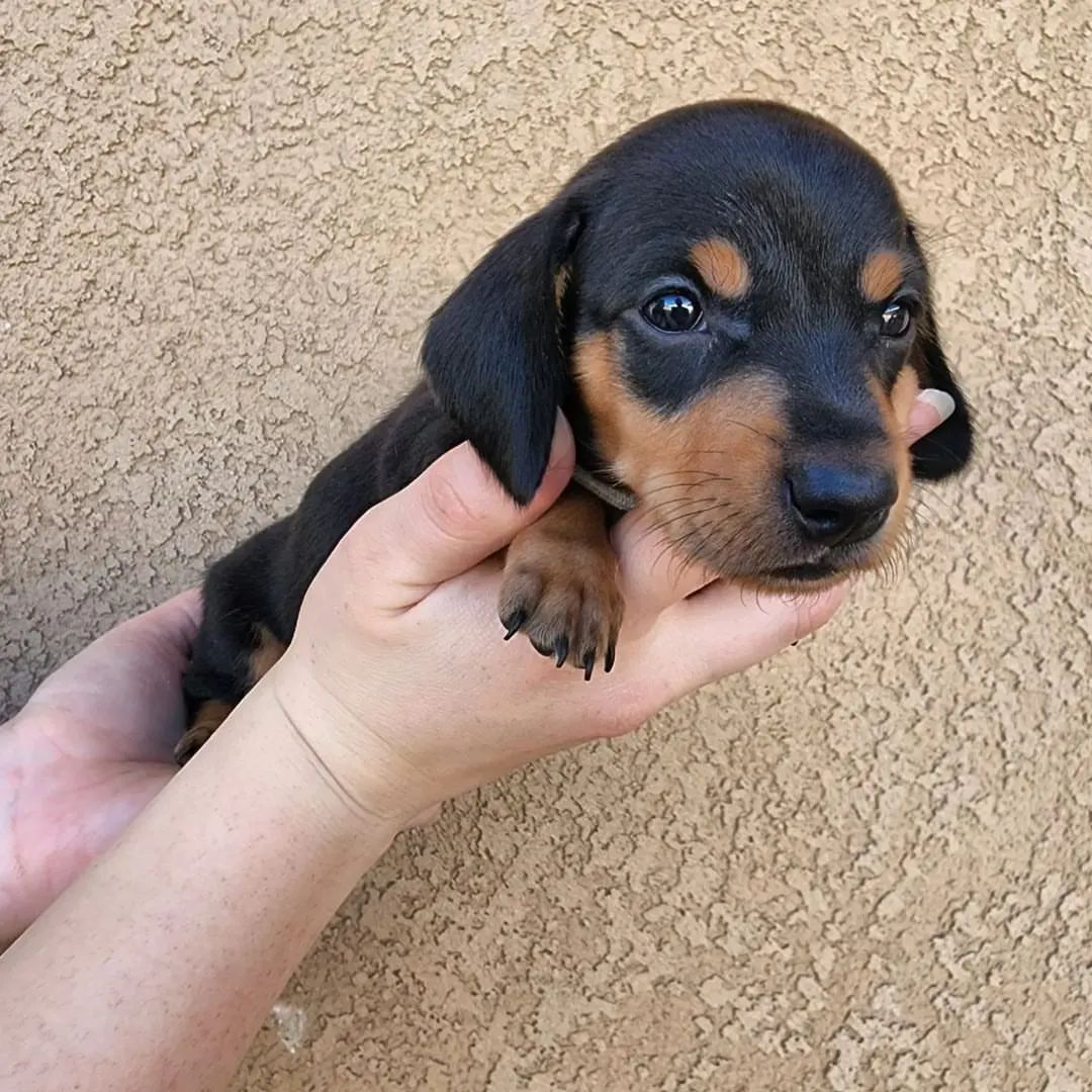 dashchunds's tweet photo. 5 weeks old today ✨️ 
Summers puppies are always a roulette and variety of colors and coats ❤️ The two red short haired males are available and looking for their furever homes 🏡

#DogsofTwittter 
#puppylove 
#puppypride https://t.co/ZA5H0vAq4k