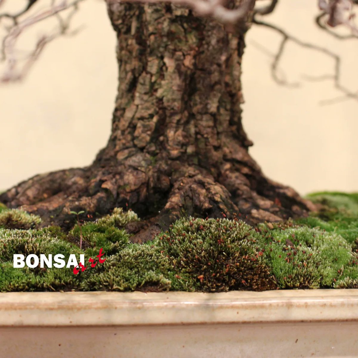 BONSAI_ART tweet picture