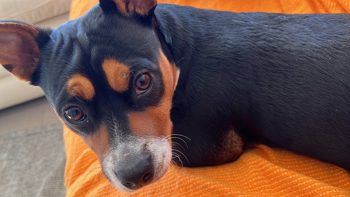 Good morning everyone 💚🇵🇹❤️🐶