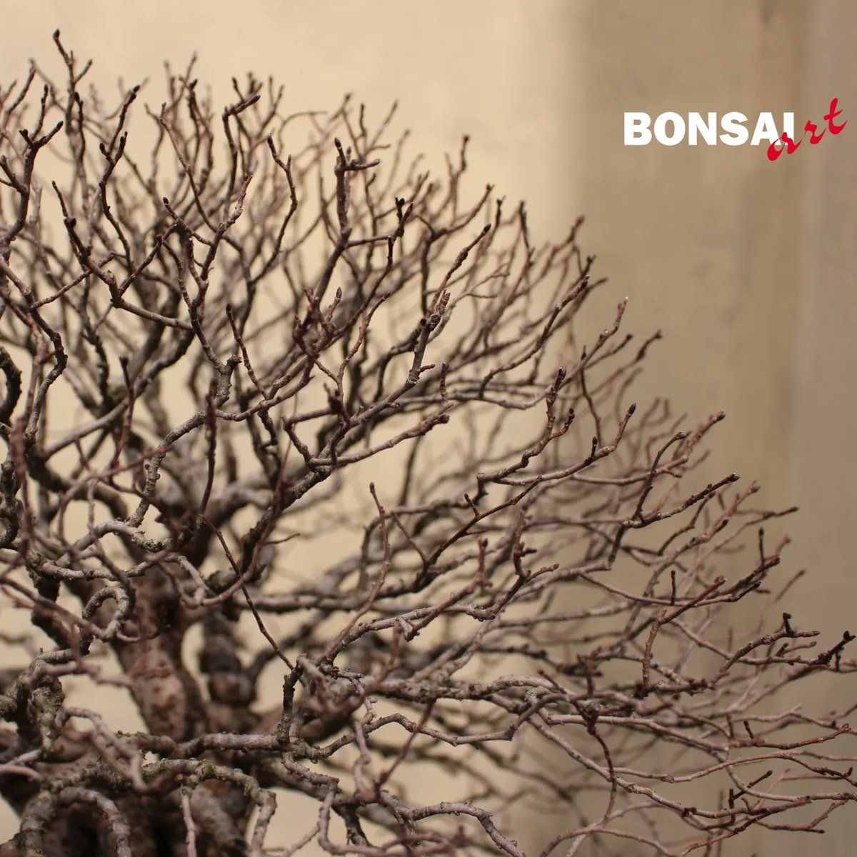 BONSAI_ART tweet picture