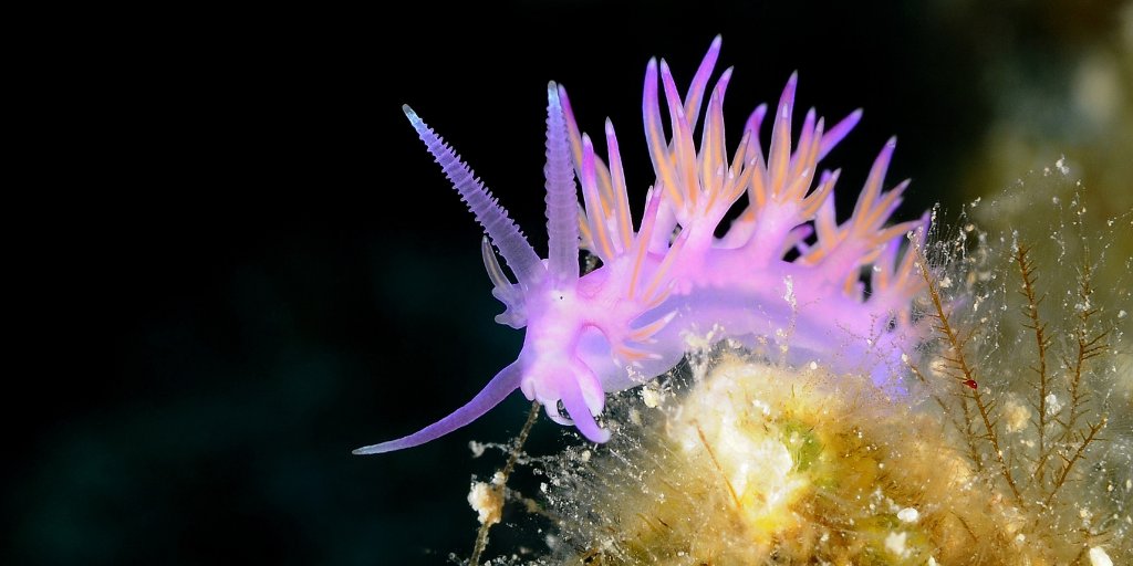 Pure Ocean tweet media