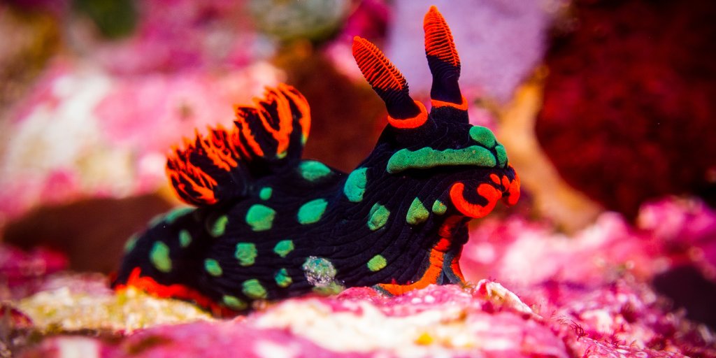 Pure Ocean tweet media