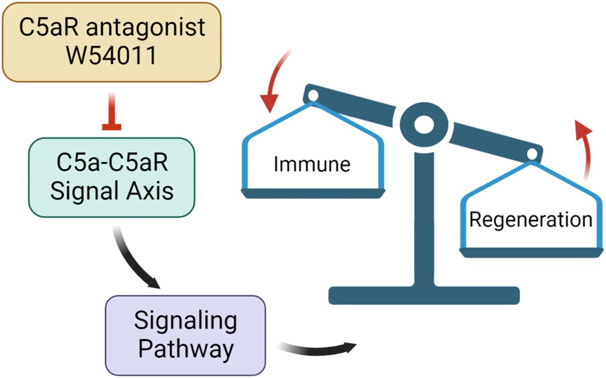FEBSOpenBio's tweet image. 🦷🔥Determination of the optimal concentration and duration of C5aR antagonist application in an inflammatory model of human dental pulp cells 

➡️buff.ly/41uJTP1 

#C5aR #Immunology #Inflammation