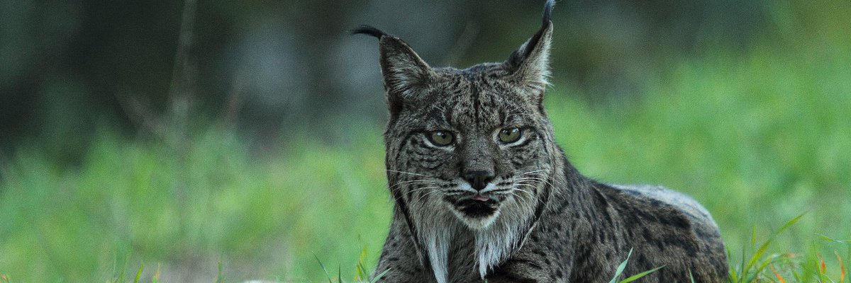 #ProjectSpotlight

Thanks to our #LIFEproject LIFE LYNXCONNECT,  the Lynx population 🐆 is showing clear signs of comeback in Andalusia!

After being practically extinct in 🇪🇸 , 5 Iberian Lynx were just released in a new reintroduction area.

👉 bit.ly/lifelynxconnect