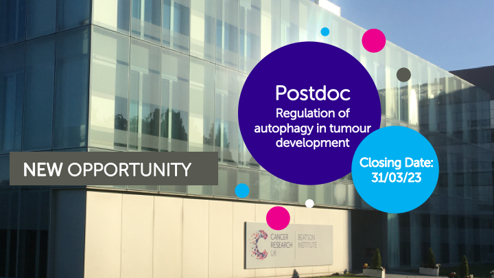 CRUK Scotland Inst (@cruk_si) on Twitter photo We are looking for a Postdoctoral Scientist to join <a href="/TCDA_CRUKBI/">Tumour Cell Death & Autophagy Lab.</a> to investigate how autophagy is regulated during tumour development to invoke both tumour suppressive and tumour promoting effects at different stages of disease.
Find out more: beatson.gla.ac.uk/careers/postdo… We are looking for a Postdoctoral Scientist to join <a href="/TCDA_CRUKBI/">Tumour Cell Death & Autophagy Lab.</a> to investigate how autophagy is regulated during tumour development to invoke both tumour suppressive and tumour promoting effects at different stages of disease.
Find out more: beatson.gla.ac.uk/careers/postdo…
