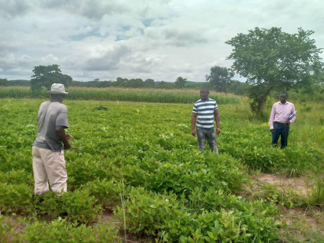 Amplifying the visible importance & benefits of #Agroecology. #seedandknowledgeinitiative 
#Zambia Alliance for #Agroecology & #Biodiversity (ZAAB) 
Knowledge Hub for Organic Agriculture in #SouthernAfrica
#saveindegeniousseed
#agroecologytraining #GoOrganic 
#combatclimatechange