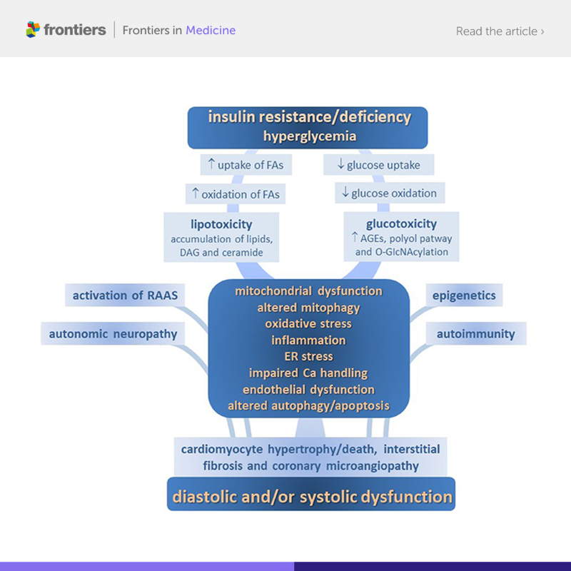 FrontiersIn's tweet photo. A review in @FrontMedicine aims to outline the major pathophysiological changes and the underlying mechanisms leading to myocardial remodeling and cardiac functional derangement in DM-CMP. 

Read and download the full article ⬇️