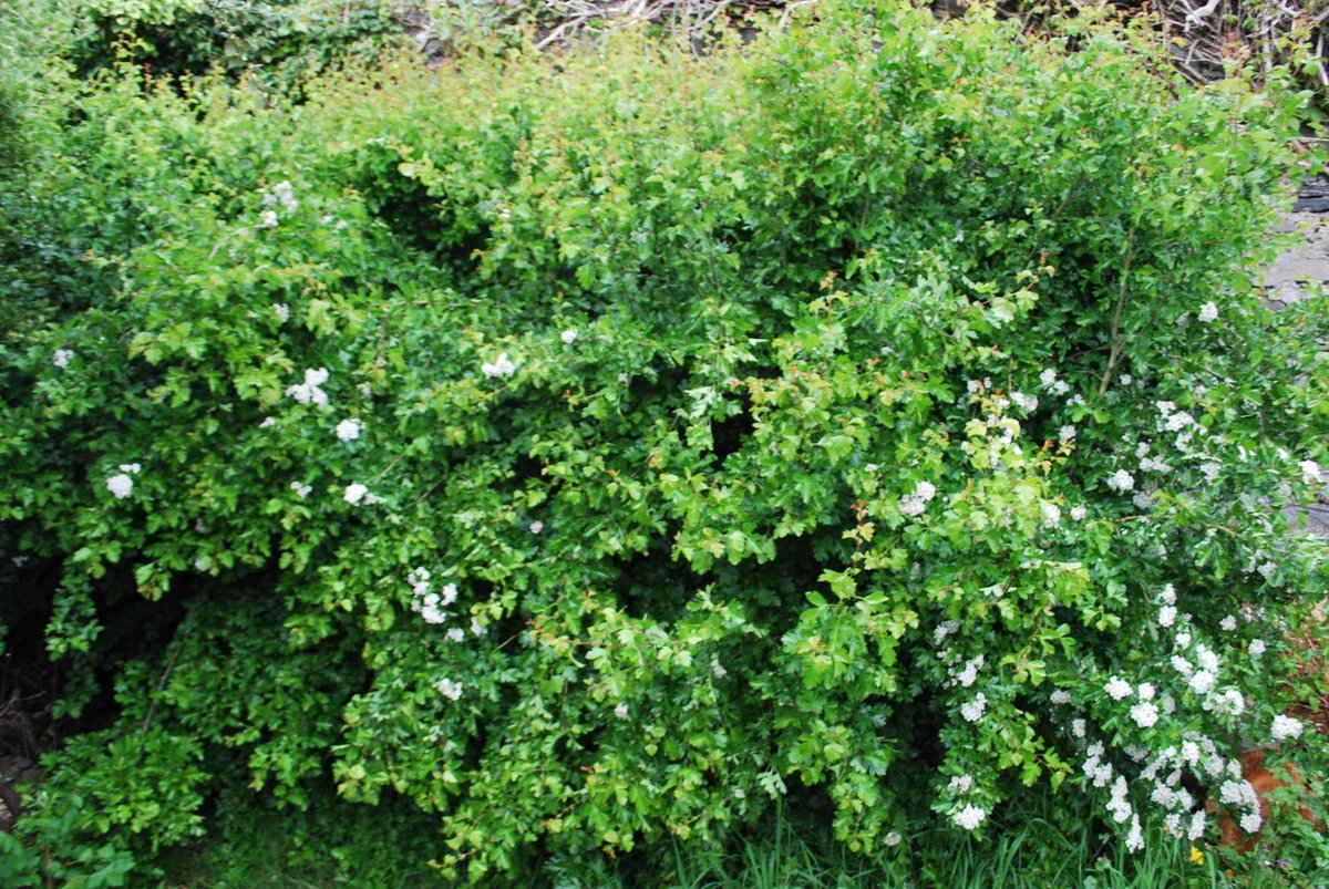 Here's just a quick reminder, that hedge cutting is now illegal until August the 31st! Please leave your hedges alone, including in your own gardens, to give nesting birds and other wildlife a chance to flourish! Thank you! 🐦🐝🦋🐞🐛 <a href="/whittledaway/">Pádraic Fogarty</a> <a href="/NativeWoodTrust/">Native Woodland Trust</a> <a href="/ray_cun/">Ray Cunningham</a>