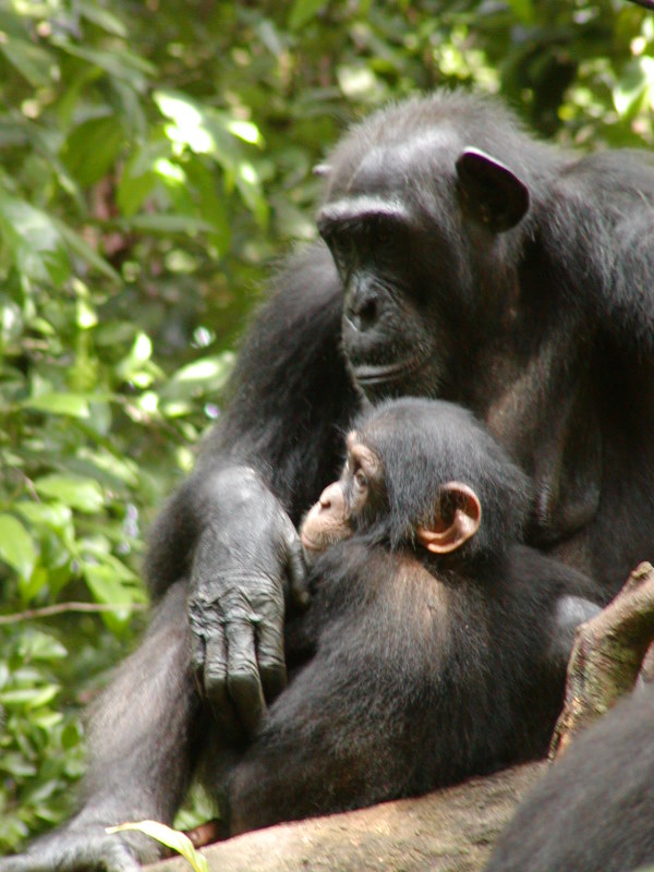 Congratulations to Christophe Boesch and the Wild Chimpanzee Foundation (wildchimps.org) on the nomination as Conservation Hero for the Indianapolis Prize 2023 
indianapoliszoo.com/prize/conserva…