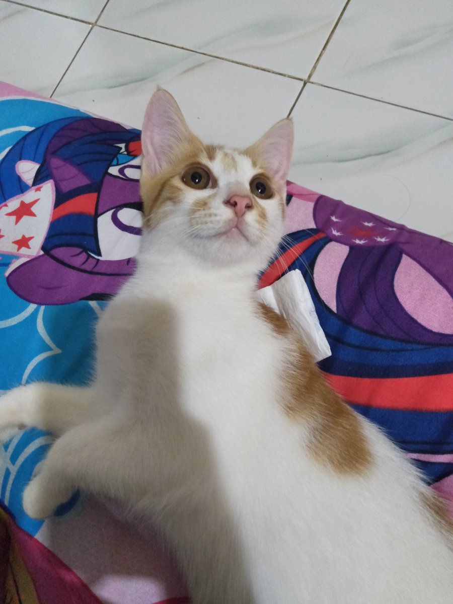 AtikSaf's tweet photo. @yullyhaek @kochengfs Mba kucing kita hampir sama, ini namanya Mogi. Terinspirasi dari jajan Momogi🤣 https://t.co/wod51djl3i
