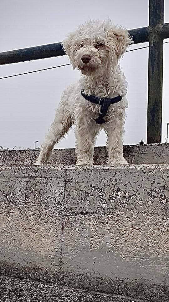 pattyfra1's tweet photo. PATRIZIA SIMONE 
- Puglia
💙CHARLYE 💙CERCA CASA🏡
5 mesi kg 5 ca lagotto romagnolo
Buono e socievole
➡️INFO SOLO SMS WHATSAPP al 338.7280.626 🙏
🆘Chiamate per questo delizioso cagnolino, diamogli una casa 🏡 🆘
#charlye #SosCuccioli 
➡️INFO NEL BOX⤵️ https://t.co/iyxDA8PWiO