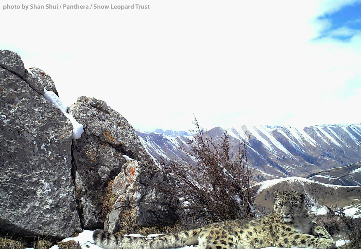 Snow Leopard Network tweet media