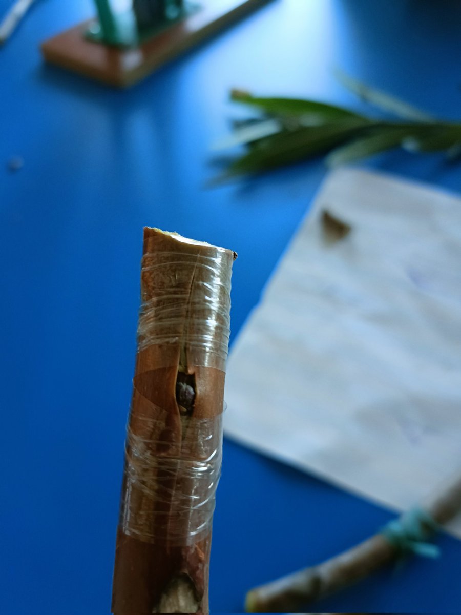 PapiGusy's tweet photo. Hoy ha tocado día de injertos, escudete, ingles, en silla y omega 
Ha habido accidentes pero daños mínimos 
Como diría el coronel Smith me encanta que los planes salgan bien
Pd:ese marcos ahí
@etsiaab  #IngAgr https://t.co/jYX1dszG4v