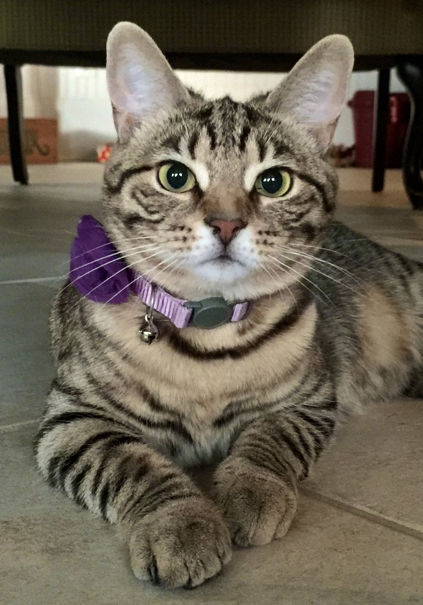 It’s #ThrowbackThursday #CatsOfTwitter   Tiny, happy Missy just 6 months after being rescued. It’s never too late to adopt your new best friend. 💚💚💚