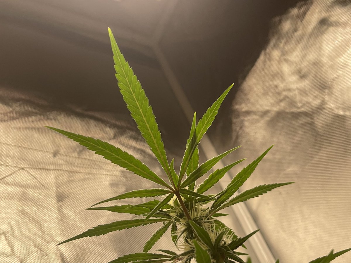 CommnCollective's tweet photo. ๐๐๐๐๐๐น๐น๐น๐น #LemonFreak #irvinearmy #lvl2 #testerprogram #Discord #growyourown #GrowTogether #commOG #commncollective @breeder_j @HerbToking @ChefDC710 @irvineseedco @irvine_blade @CAPALOTTI2 @ColdAzzIsis89 https://t.co/IFNr4Yfayh