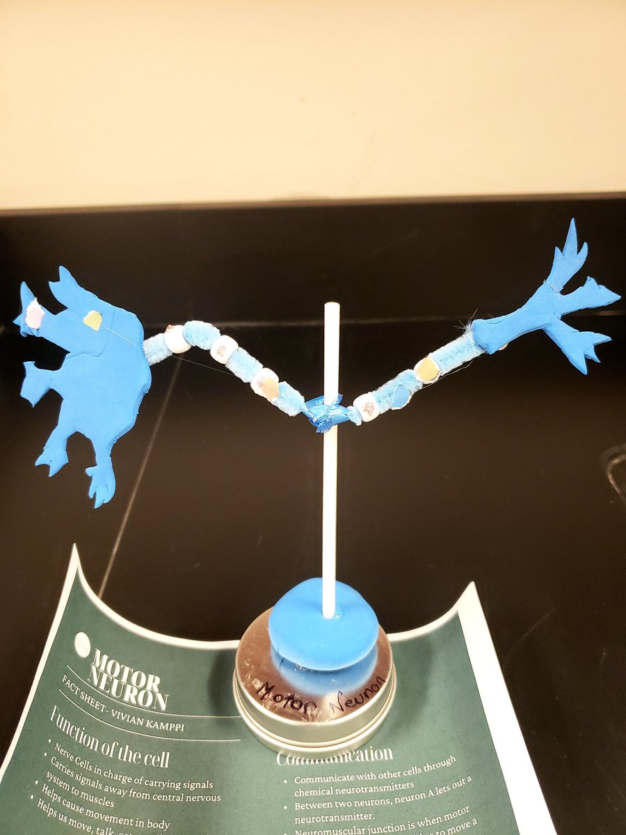 JCostello_GNGap's tweet image. I am unapologetically excited for the GNGHS Cell Symposium on Monday in our Bio classrooms, and due to that, had to share some of these homemade cellular models that will be part of the event with Twitterverse. Come on, how cool are these? #goscience #gopatriots