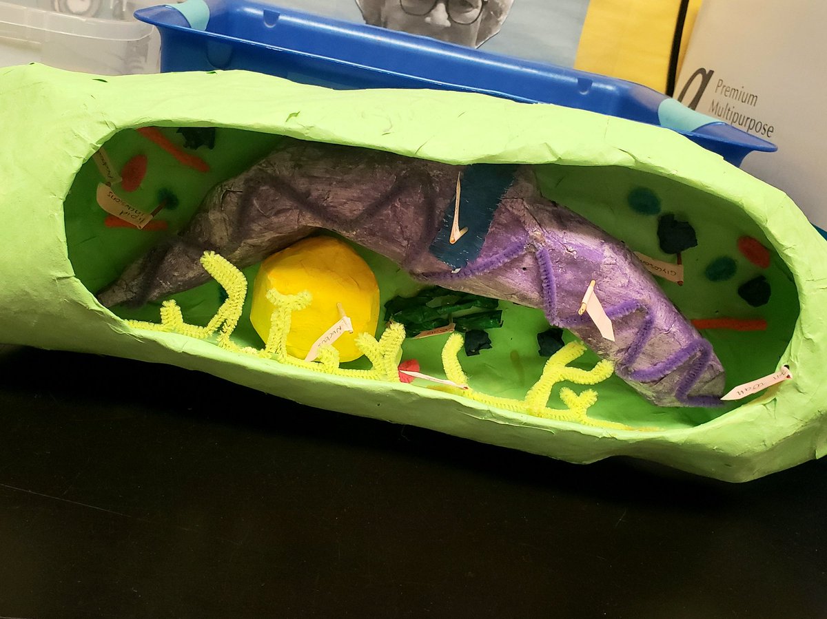 JCostello_GNGap's tweet image. I am unapologetically excited for the GNGHS Cell Symposium on Monday in our Bio classrooms, and due to that, had to share some of these homemade cellular models that will be part of the event with Twitterverse. Come on, how cool are these? #goscience #gopatriots