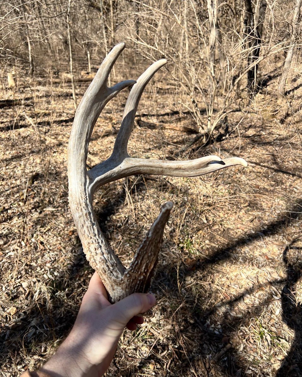Several more found yesterday including one side of our big boy. #shedseason #milesforpiles #guidelife #hunting #deerantlers #shedrally #whatgetsyououtdoors
