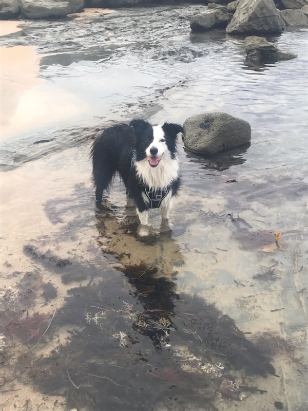 NicoleB84475955's tweet photo. #Dogs #BestMates #loyal
#DogsOfTheWeek 
🐶🌻🌷🐶🌻🌷🐶🌻🌷🐶🌻🌷 https://t.co/tse1ros17X