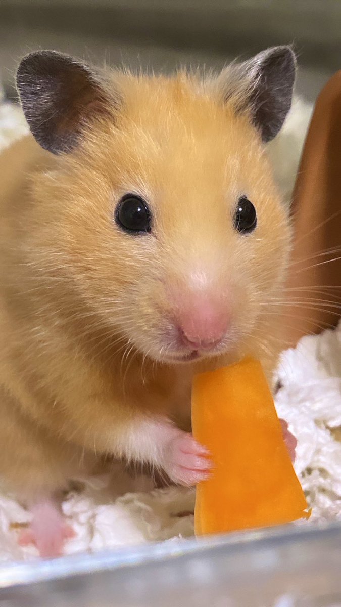 ｱﾀｼのﾆﾝｼﾞﾝ‼️🥕