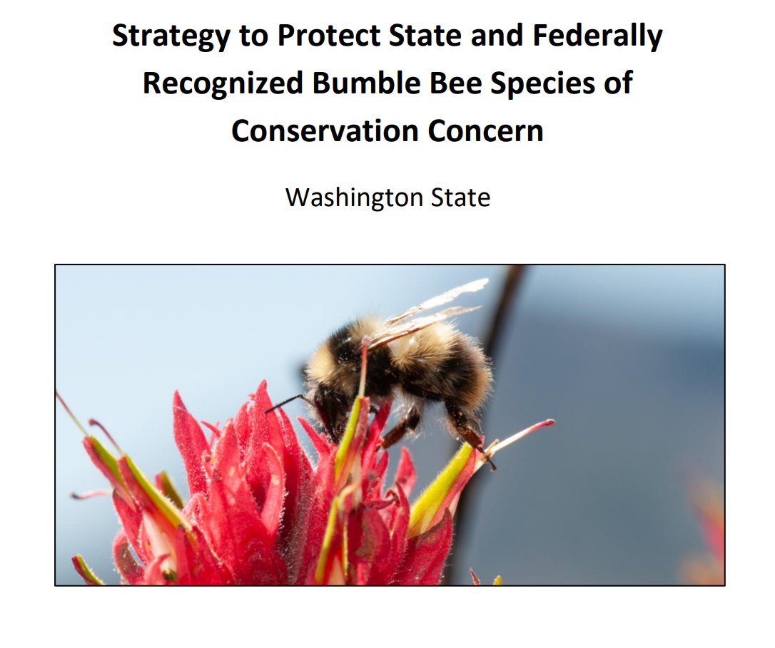 PLANBi3's tweet photo. First ever POLLINATOR STRATEGY to protect BUMBLE BEES - maybeee the fist of it´s kind in the world?
Pollinator strategies tend to "save the honey bees", but this strategy actually takes a stance on COMPETITION FOR FOOD. 
https://t.co/K9qJP7aen8
@xercessociety #biodiversity #dkpol https://t.co/YUIPWKcq7J