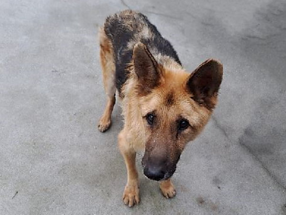 #PONTEVEDRA
#HARRY con 12 añitos, sigue siendo un cachorrín  😅. 
Intenta robarte comida a la mínima, y es un pasota con otros perretes.

Perfecto para ti, si das paseos cortitos y tienes tardes de manta y sofá.

657023831 // ospalleiros@hotmail.com