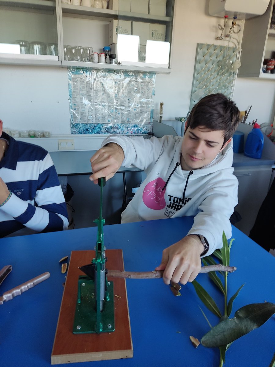 Pablo95065613's tweet photo. Hoy entre navajazos y tijeretazos hemos aprendido a realizar unos cuantos injertos. Y más importante aún cuando y donde realizarlos. @etsiaab #UPM #IngAgr #Universidad https://t.co/PWCSenX72x