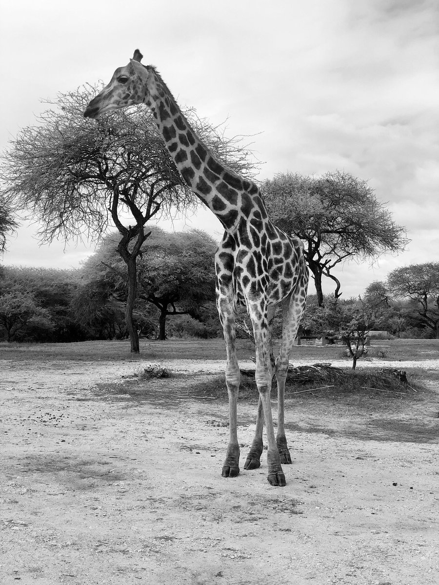 SamNato's tweet image. The Giraffe Manor of Mombasa, Nguuni Nature Sanctuary.

You should visit