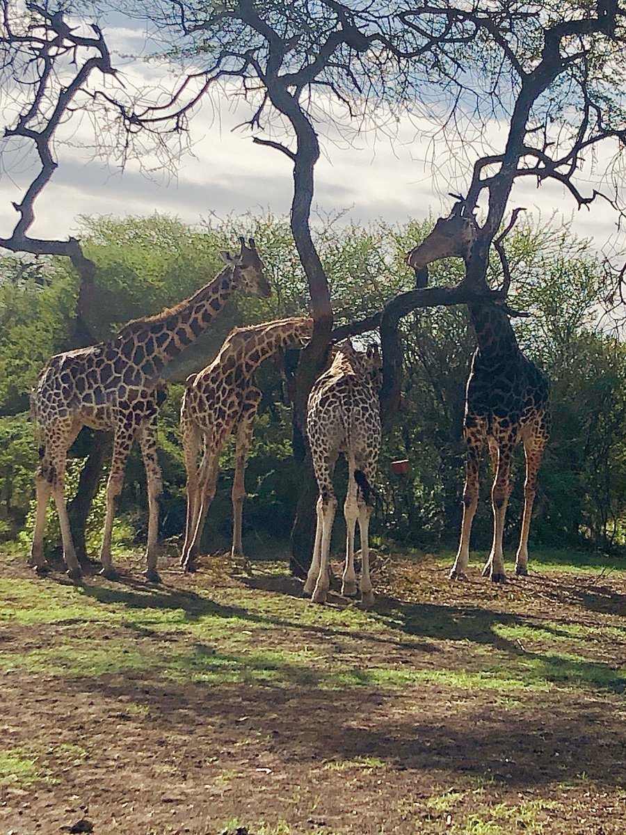 SamNato's tweet image. The Giraffe Manor of Mombasa, Nguuni Nature Sanctuary.

You should visit