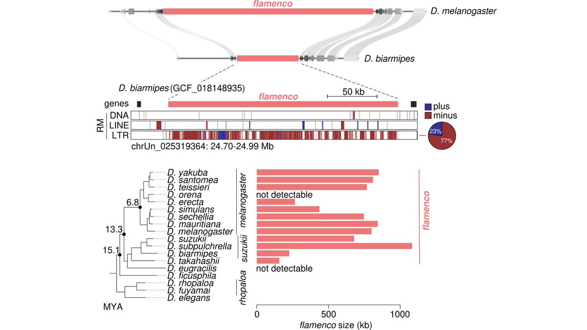 Susanne Bornelöv tweet media
