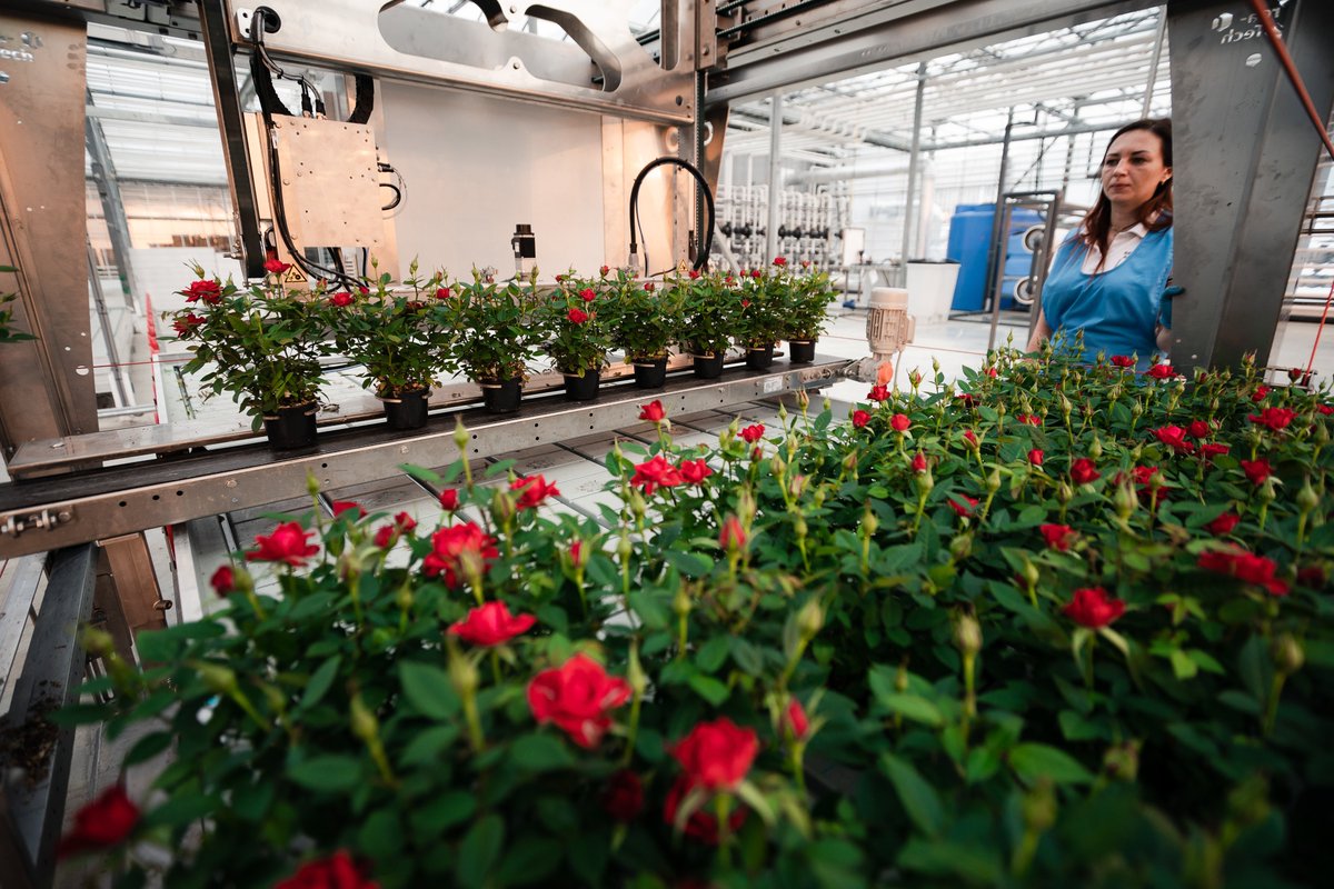 We set your business in motion, literally and figuratively, with #logistics that work for you! For example with #laboursaving #robotics for your #potplant #nursery. Did you know that our tray destacker has a ROI of 4 months? Learn more via the link in the comments!