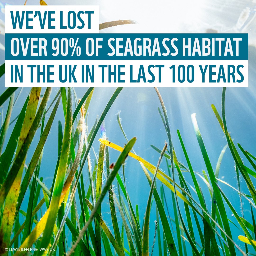 🌱A single hectare of #seagrass meadow can harbour up to:
🐟80,000 fish &amp; 100 million invertebrates
Join us &amp; <a href="/ProjectSeagrass/">Project Seagrass</a> in calling on <a href="/WelshGovernment/">Welsh Government</a> to support restoration of this incredible plant along the Welsh coast. 
Add you voice: fal.cn/to_seagrass_ac…