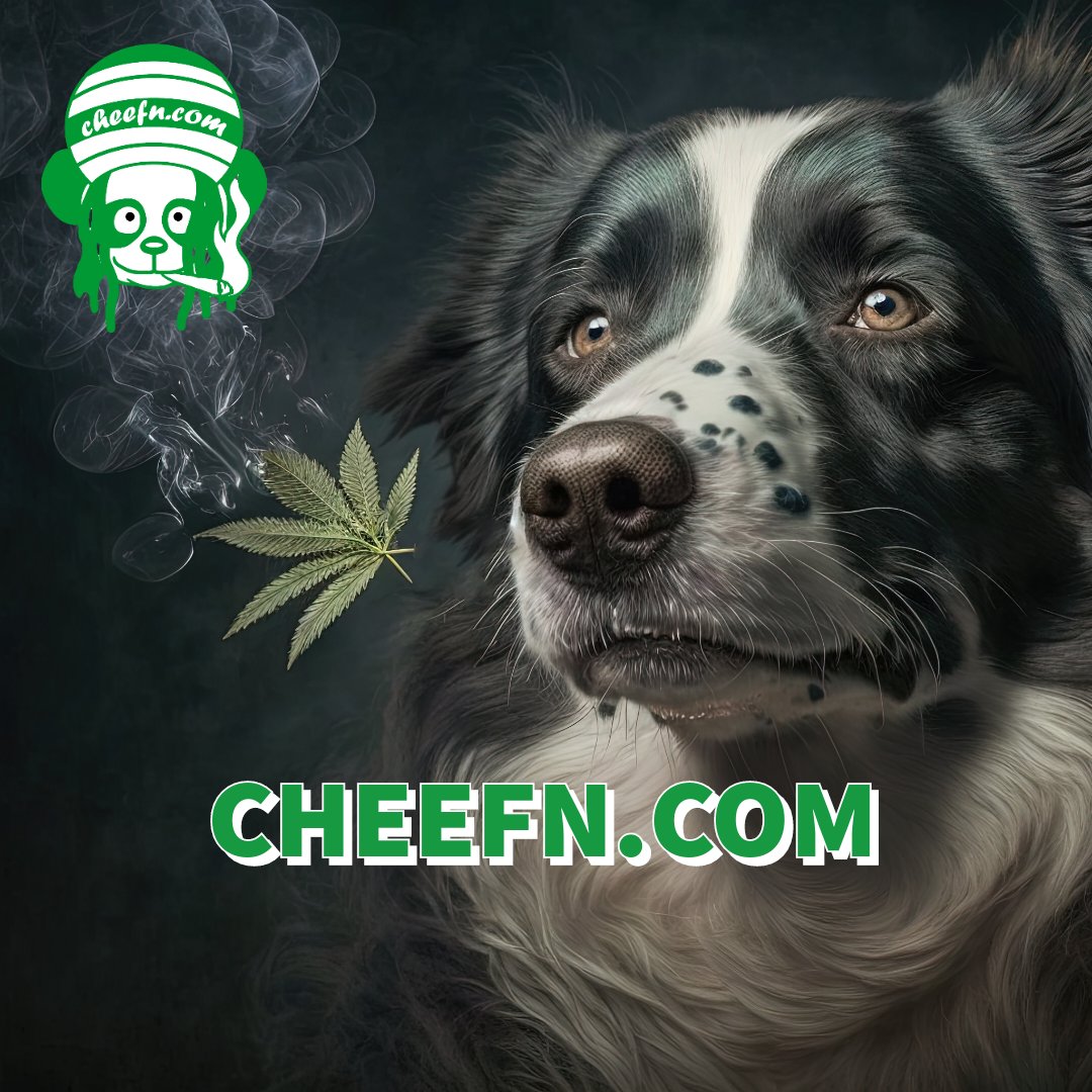 CheefyP's tweet photo. Inhale That Good @ https://t.co/j5r74IyiR3.
Must love dogs! We love pets, consider researching pet friendly CBD options to keep your dog healthy and strong.
#cheefn Cheefy Panda #Mmemberville #petsofinstagram #growcommunity #cbdproducts #cbdpets https://t.co/Csp0SsFzFy