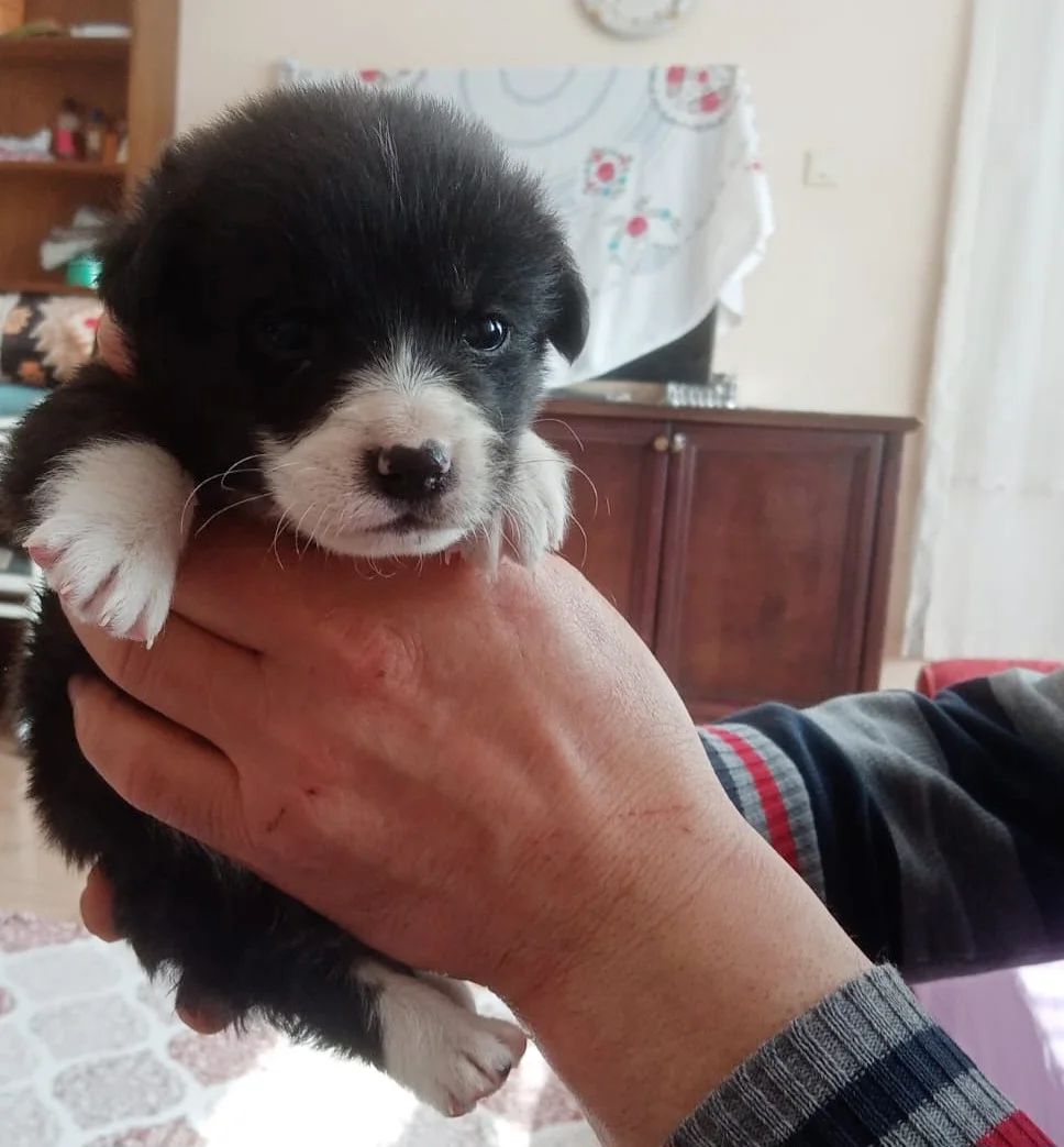 patiarkadas's tweet photo. AZ ÖNCE BULDUK ONU 😔 O KADAR MİNİK GEÇİCİ BAKIMINI SAĞLAYABİLECEK YUVA ARANIYOR. BEBEK BAKIMINDAN ANLAYAN LÜTFEN YARDIMCI OLUN

iletişim instagram @nurunpatileri06

#kedi #köpek #İstanbul https://t.co/gtxyhfM7pt