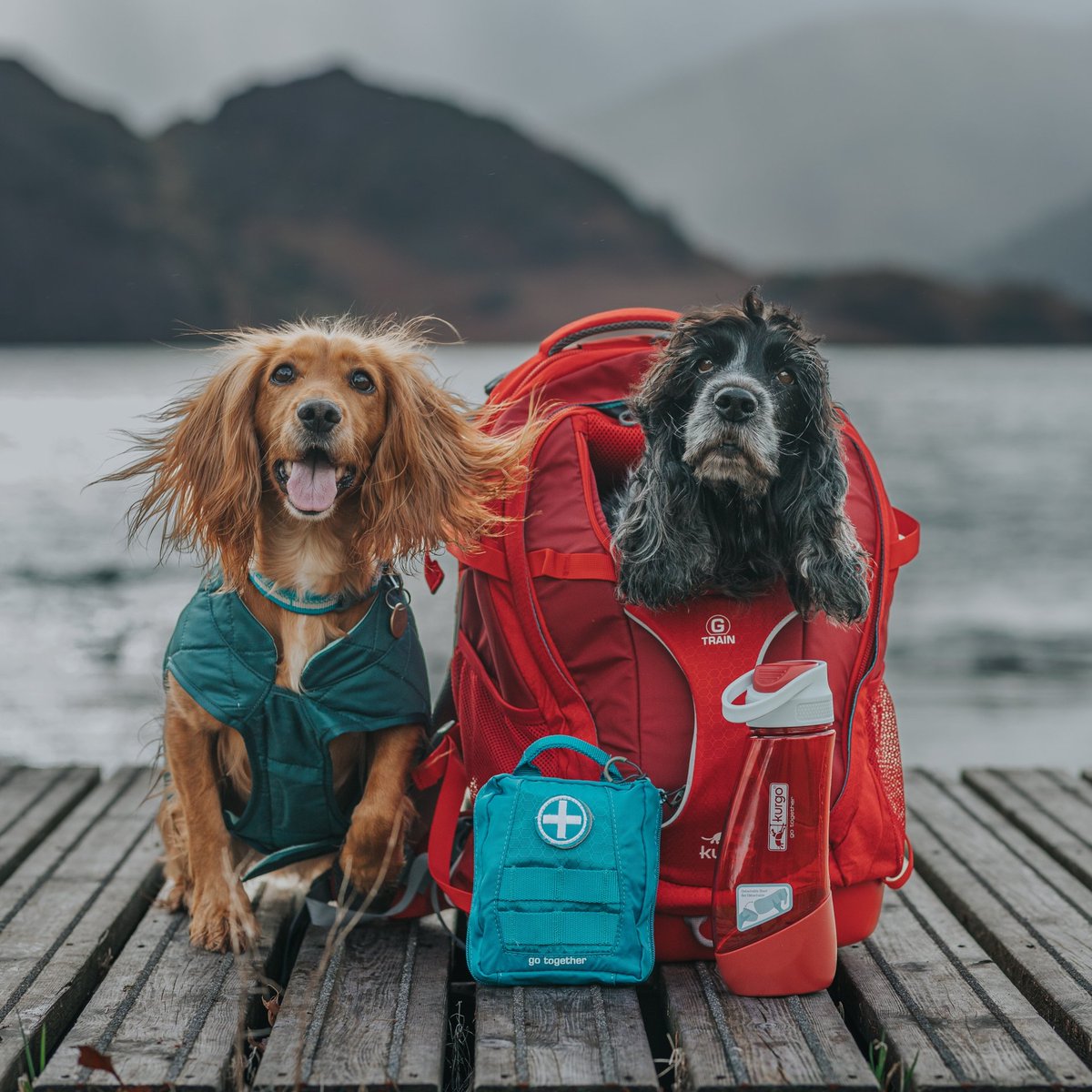 WoofWagWalk's tweet photo. #Giveaway Head over to our Instagram to enter to #win all the fabulous Kurgo Products featured in this picture https://t.co/zN2qcPngtU #dogsoftwitter https://t.co/4B6b3SscOv