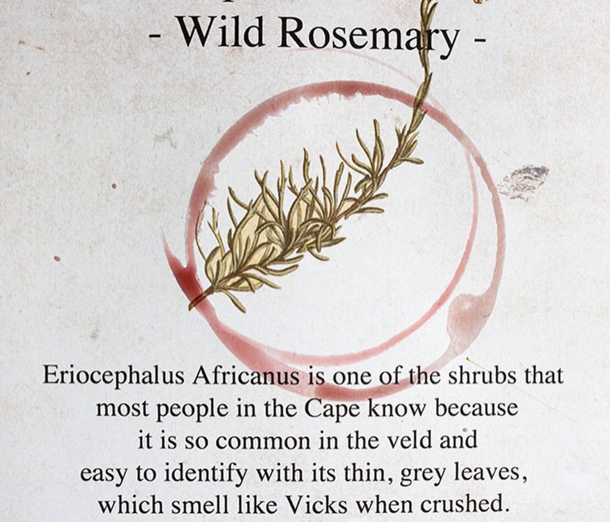 Our innovative and multi-sensory ‘Wine &amp; Fynbos experience’ is available. Guests are guided through three estate wines, paired with fynbos grown on the farm. 

Booking for this tasting experience is essential:  tastingshed@bartinney.co.za
_________
#Bartinney #BartinneyWines