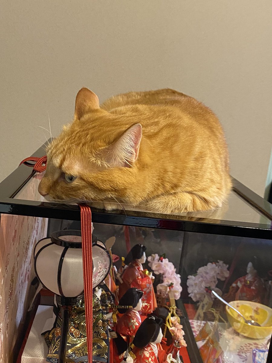 よく猫垢で見る、ガラスのテーブルの下から寝てる猫のお腹を見るやつ……ずっと憧れてはいたけど、まさかお雛様で見れるとは……