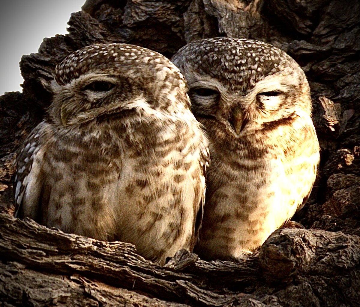 Spotted Owlets #Two2Tango #IndiAves theme for the day ⁦@IndiAves⁩