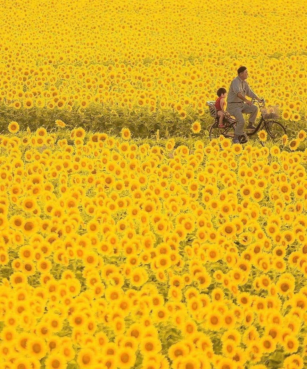 Francisco Ribeiro tweet media